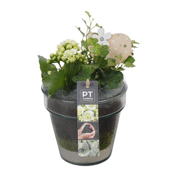 <h4>arr. Kamerplanten</h4>