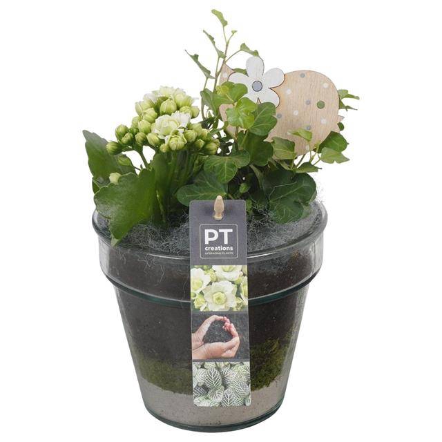 arr. Kamerplanten