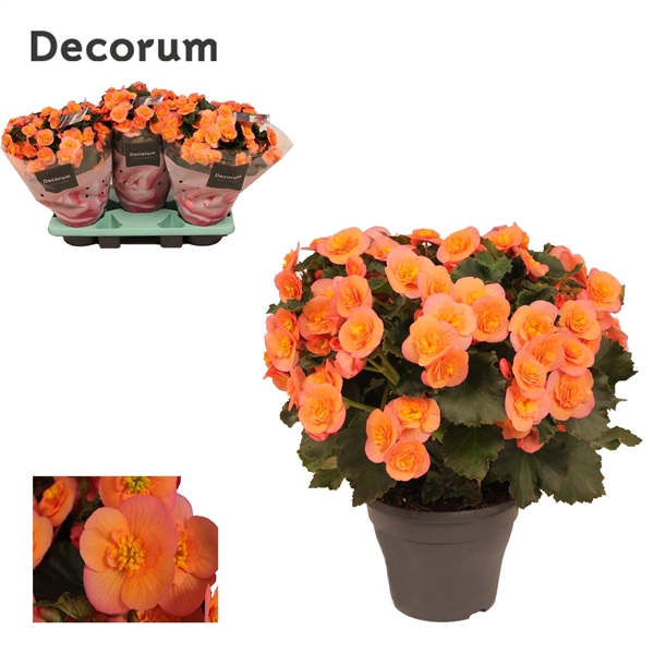 <h4>Begonia BELOVE Peach 19 cm Outdoor</h4>