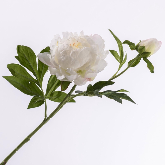 <h4>Paeonia Creme FL440348CRM</h4>