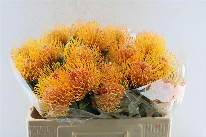 <h4>Leuco Co Soleil Xl</h4>