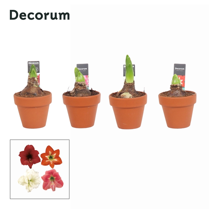 <h4>Amaryllis Kolibri Mix 2 Knop Terracotta OP (Decorum)</h4>