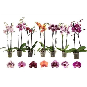 Phal Gemengd Special 2 Tak 16+