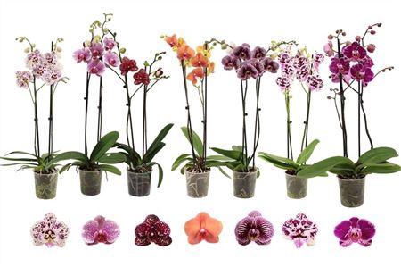 <h4>Phal Gemengd Special 2 Tak 16+</h4>