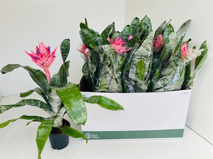 <h4>Aechmea fasciata 'Primera'</h4>