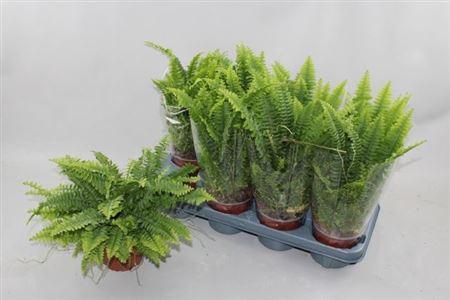 <h4>Nephr Ex Green Lady</h4>