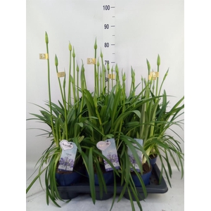 Agapanthus  'Amourette Superb'