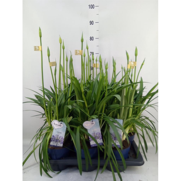 <h4>Agapanthus 'Amourette Superb'</h4>