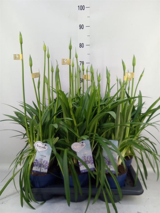 Agapanthus  'Amourette Superb'