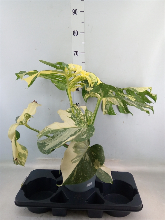 <h4>Monstera delic. 'Thai Constellatio'</h4>