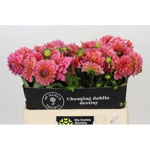 Dahl Pink Runner
