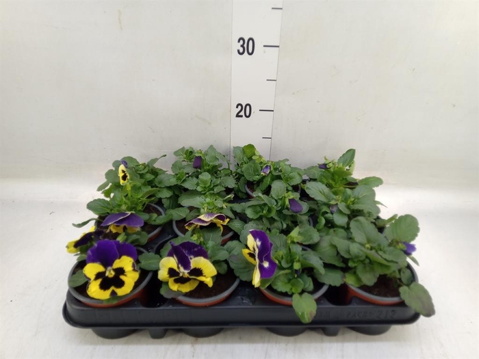 <h4>Viola wr. 'Colossus Yellow Blotch'</h4>