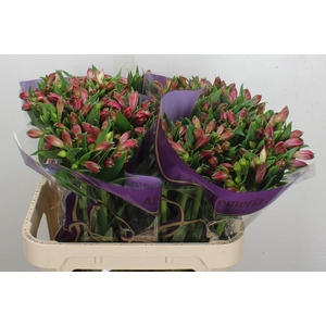 Alstroemeria  'Bubblicious'