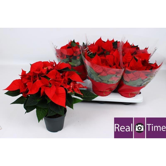 <h4>Euphorbia (Poinsettia) Christmas Eve 14Ø 35cm 6fl</h4>