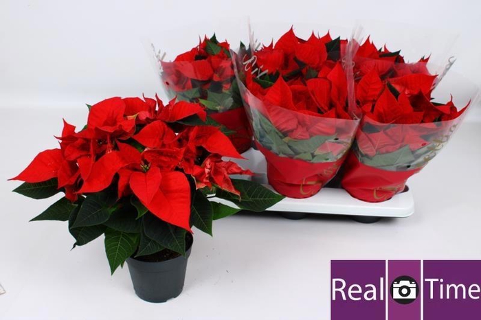 Euphorbia (Poinsettia) Christmas Eve 14Ø 35cm 6fl