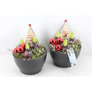 arr4 Hyacint JS - Ker. pot antraciet