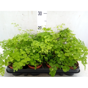 Adiantum raddi. 'Fragrans'