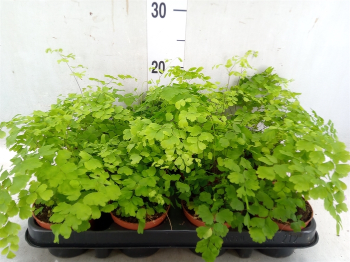 <h4>Adiantum raddi. 'Fragrans'</h4>