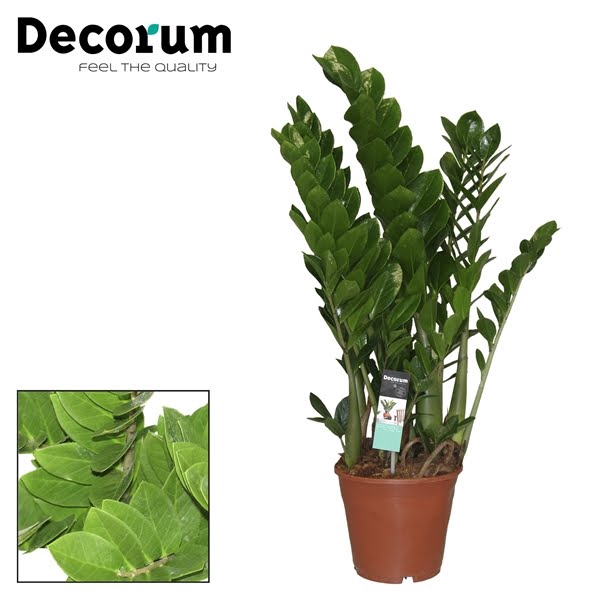 <h4>Zamioculcas 21 cm (Decorum)</h4>