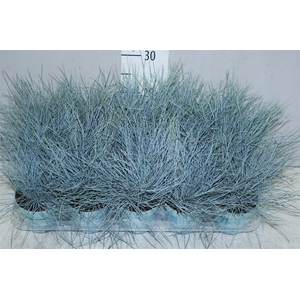 Festuca Gl. Compacta Blue
