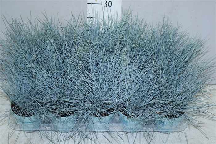 <h4>Festuca Gl. Compacta Blue</h4>