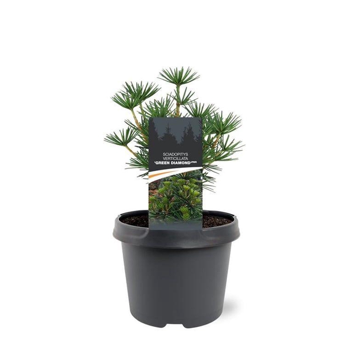 <h4>Sciadopitys verticillata 'Green Diamond' (pbr)</h4>