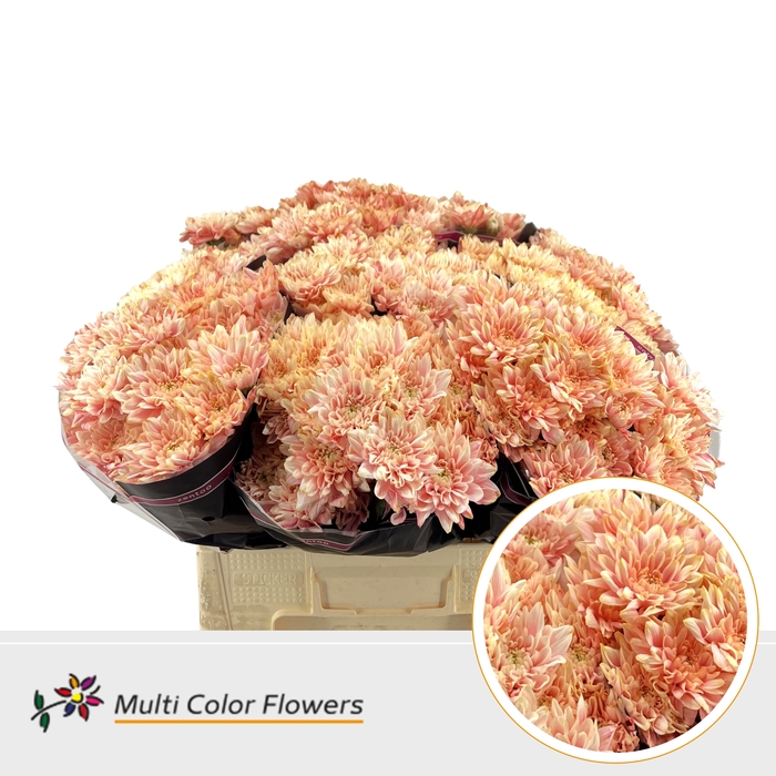 <h4>Chr T Baltica Soft Peach</h4>