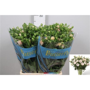 Ran Butterfl Ariadne