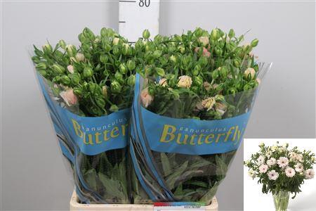 <h4>Ran Butterfl Ariadne</h4>