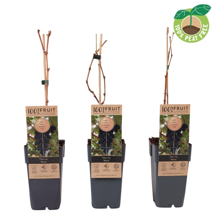 <h4>Vitis overig wit</h4>