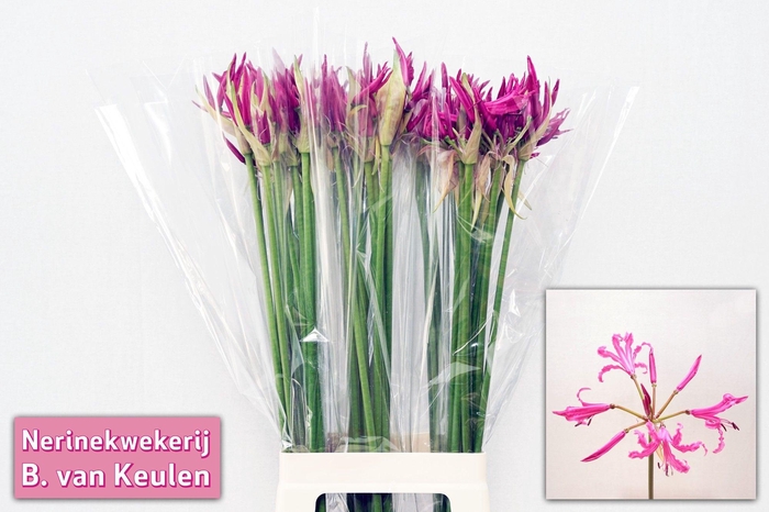 <h4>NE BO ALEXANDRA</h4>