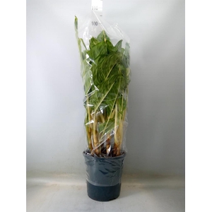 Aglaonema  'Peacock'