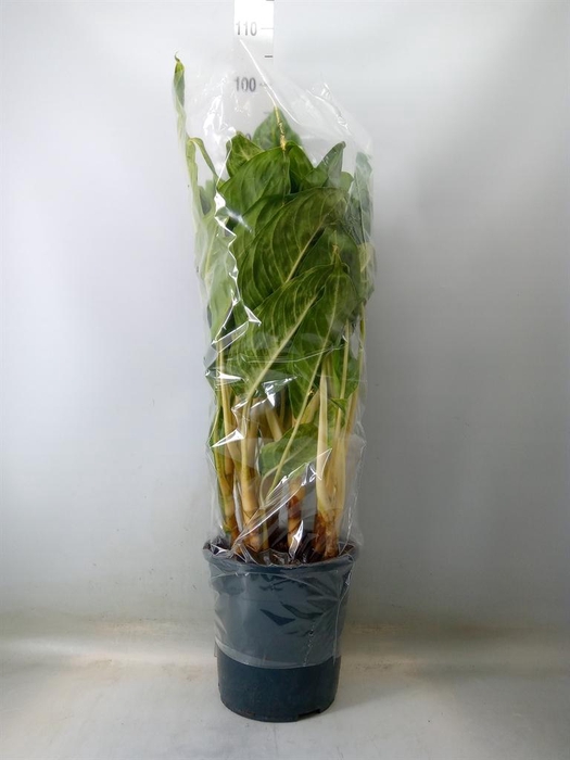 <h4>Aglaonema 'Peacock'</h4>