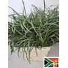 EUC NICHOLII PB BUSH