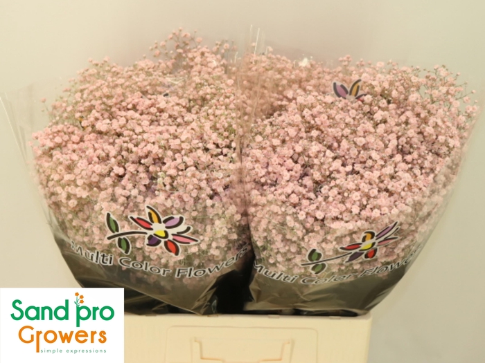 <h4>GYPS KLB H%</h4>