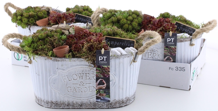 <h4>ARR SEMPERVIVUM</h4>