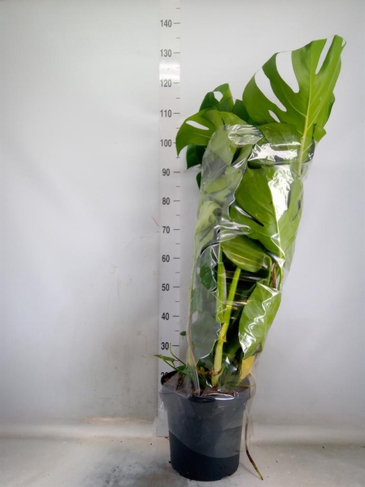 <h4>Monstera delic.</h4>