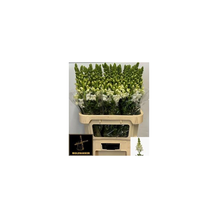 <h4>ANTIR ANTIBES WHITE</h4>