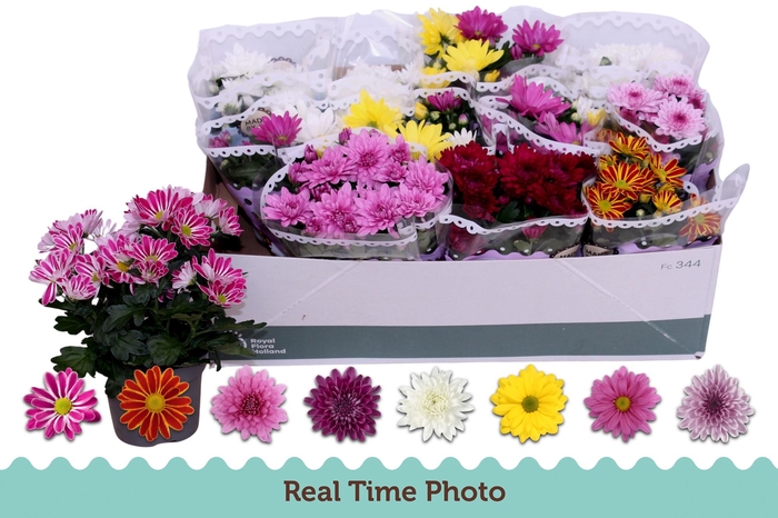 <h4>CHRYS GEM 6 KL</h4>