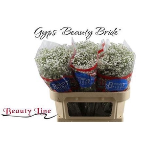 Gyps Pa Beauty Bride