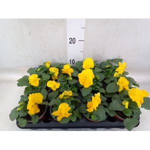 Viola wr. 'Matrix Yellow'