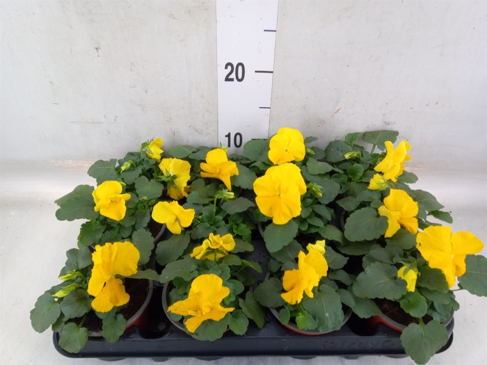 <h4>Viola wr. 'Matrix Yellow'</h4>