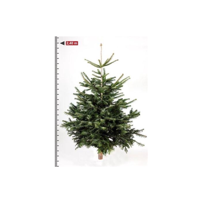 <h4>Abies Nordmanniana</h4>