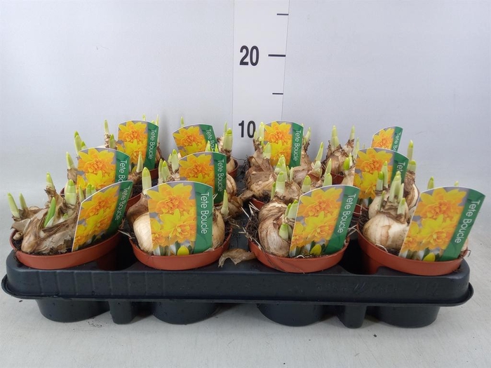 <h4>Narcissus ...</h4>