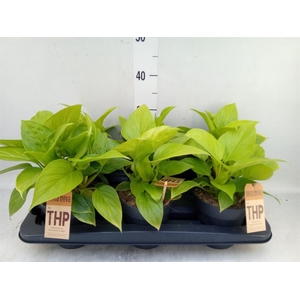 Homalomena rubescens  'Emerald Gem'