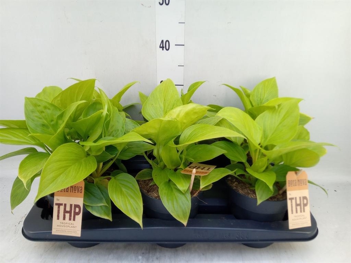 <h4>Homalomena rubescens  'Emerald Gem'</h4>