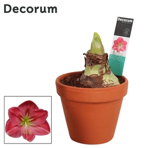 Amaryllis Sweet Pink 2 Knop Terracotta Steen OP (Decorum)