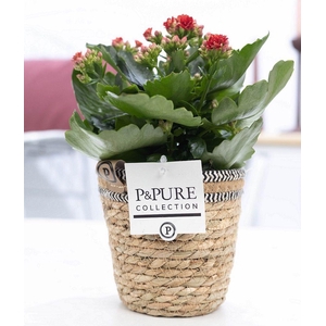 Kalanchoe red in P&PURE Basket 6
