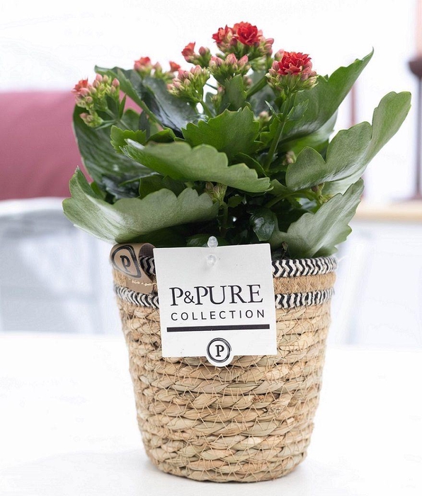 <h4>Kalanchoe red in P&PURE Basket 6</h4>