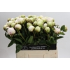 Paeonia Bowl Of Cream